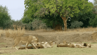 A Group Of Lions Laying In The Grass With Trees In The Background GIF