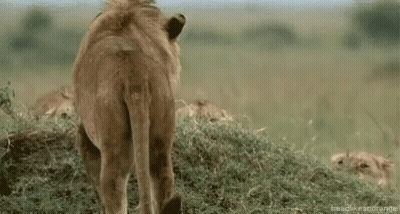 A Group Of Lions Standing Next To Each Other In A Field Eating Grass . GIF
