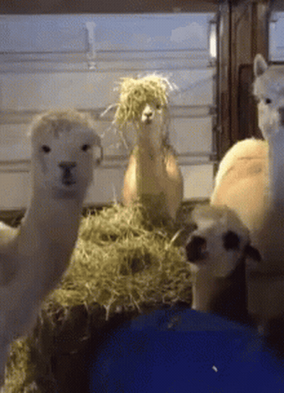 A Group Of Llamas Are Standing Next To Each Other In A Cage Eating Hay . GIF