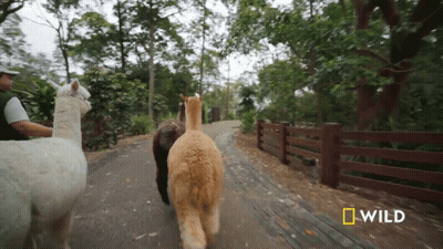 A Group Of Llamas Are Walking Down A Path With A National Geographic Logo Behind Them GIF