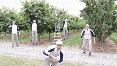 A Group Of Men Are Picking Cherries From A Tree GIF