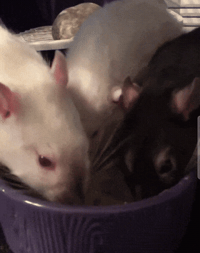 A Group Of Mice Are Sitting In A Purple Bowl Eating Food GIF