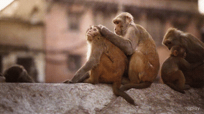 A Group Of Monkeys Are Sitting On A Stone Wall With Replay Written On The Bottom Right Corner GIF