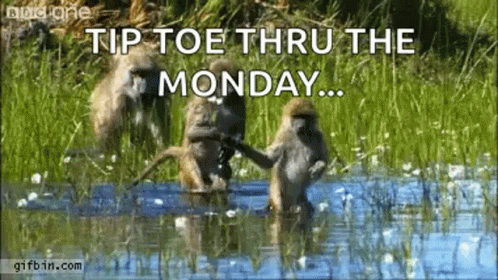 A Group Of Monkeys Are Standing In A Body Of Water . GIF