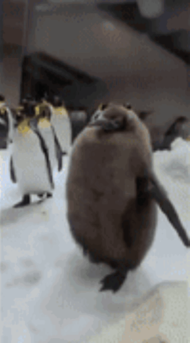 A Group Of Penguins Are Standing On Top Of A Snow Covered Field . GIF