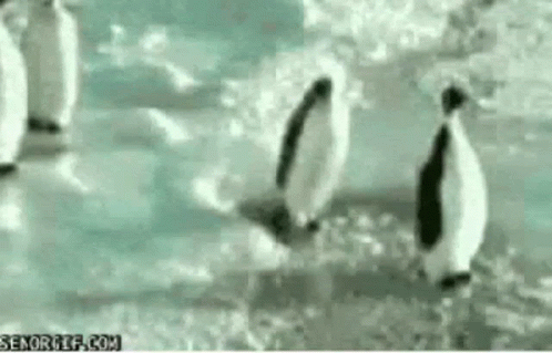 A Group Of Penguins Are Standing On Top Of A Snow Covered Field . GIF