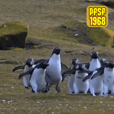 A Group Of Penguins Are Walking Across A Grassy Field With A Pfsf 1968 Sign In The Background GIF