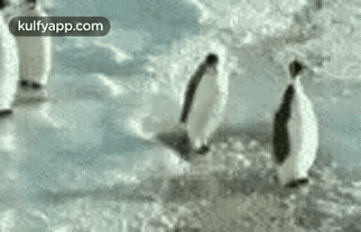 A Group Of Penguins Are Walking Across A Snowy Field . GIF