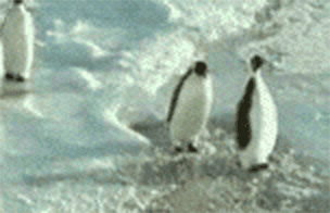 A Group Of Penguins Are Walking In The Snow . GIF