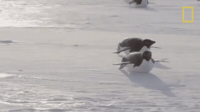 A Group Of Penguins Are Walking In The Snow With A National Geographic Logo In The Background GIF