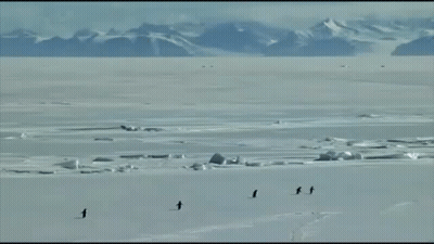 A Group Of Penguins Are Walking Through A Snowy Field With The Words But Why Behind Them GIF