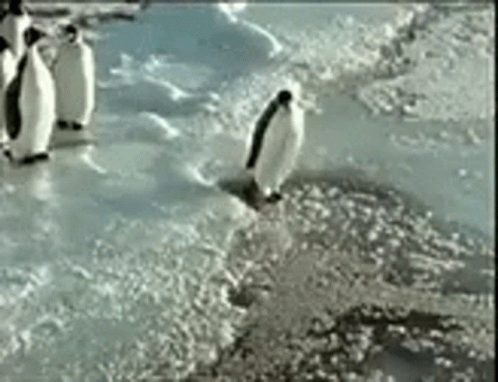 A Group Of Penguins Standing On Top Of A Pile Of Ice . GIF