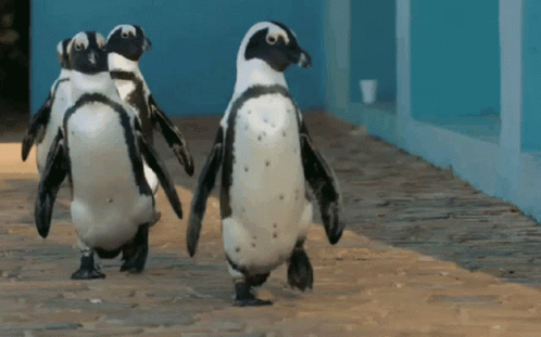 A Group Of Penguins Walking On A Sidewalk With A Blue Background GIF