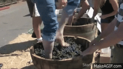 A Group Of People Are Pounding Grapes With Their Feet In A Wooden Barrel . GIF