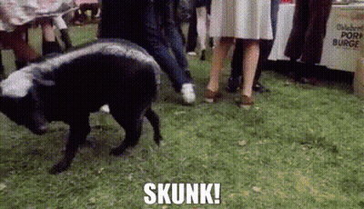 A Group Of People Are Standing Around A Skunk In The Grass GIF