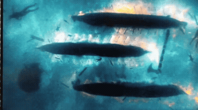 A Group Of People Are Swimming In The Water And Their Silhouettes Are Visible GIF