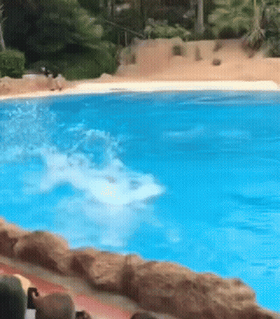 A Group Of People Are Watching A Dolphin In A Swimming Pool . GIF