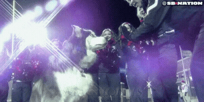 A Group Of People Standing Around A Husky Dog With A Sb Nation Logo On The Bottom GIF
