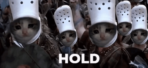 A Group Of People Wearing Crocs With Cats On Their Heads And The Word Hold Above Them . GIF