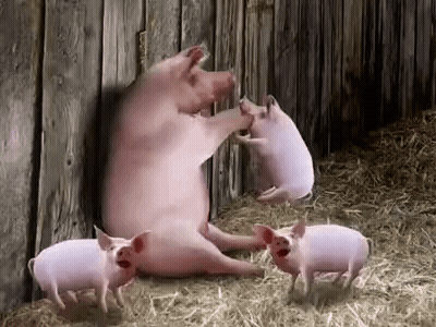 A Group Of Pigs Are Standing Next To A Wooden Wall In A Barn . GIF