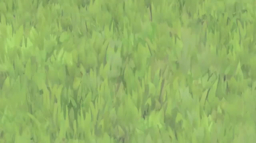 A Group Of Pokemon Standing On Top Of A Grassy Hill With A Mountain In The Background GIF