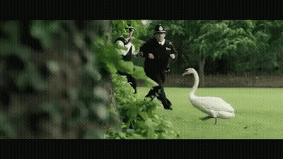 A Group Of Police Officers Are Chasing A White Swan In A Park . GIF