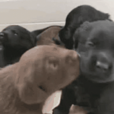 A Group Of Puppies Are Sitting Next To Each Other And One Is Kissing The Other . GIF