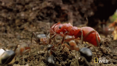 A Group Of Red Ants Are Crawling On The Ground In A National Geographic Wild Video GIF