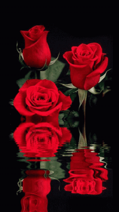 A Group Of Red Roses Are Reflected In The Water GIF