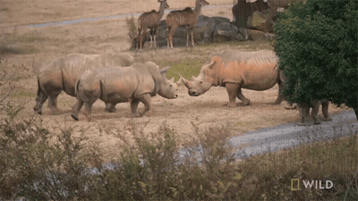 A Group Of Rhinos Standing In A Field With A National Geographic Wild Logo Behind Them GIF