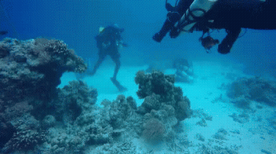 A Group Of Scuba Divers Are Swimming Around A Coral Reef GIF
