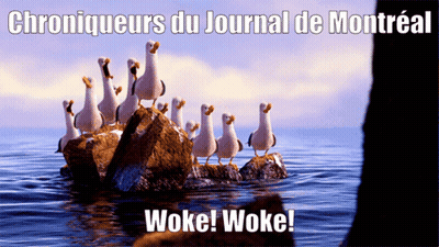 A Group Of Seagulls Standing On A Rock In The Ocean With The Words Woke Woke On The Bottom GIF