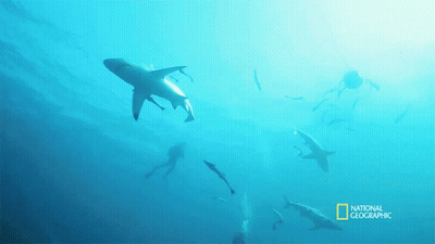 A Group Of Sharks Are Swimming In The Ocean With A National Geographic Logo In The Corner GIF