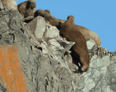A Group Of Sheep Are Sitting On Top Of A Rocky Hillside GIF
