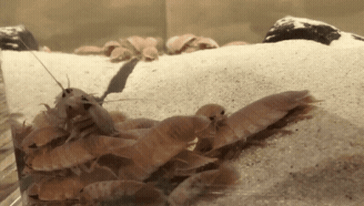 A Group Of Shrimp Are Sitting On Top Of Each Other GIF