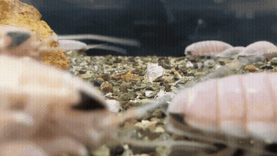 A Group Of Small Animals Are Swimming In A Tank With A Rock In The Background GIF