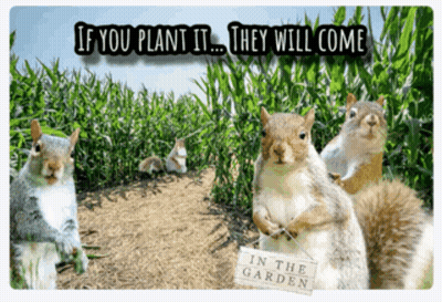 A Group Of Squirrels Standing In A Corn Field With A Sign That Says " In The Garden " GIF