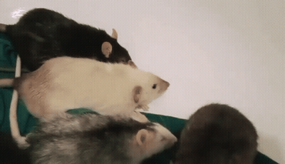 A Group Of Three Rats Are Standing Next To Each Other On A White Surface . GIF