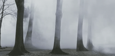 A Group Of Trees In A Foggy Forest With Smoke Coming Out Of The Trees . GIF