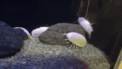 A Group Of White Cockroaches Are Crawling On A Pile Of Rocks GIF