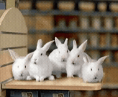 A Group Of White Rabbits Are Sitting On A Shelf GIF
