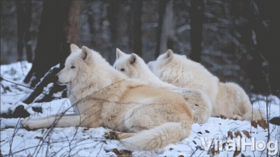A Group Of White Wolves Are Laying In The Snow With The Words Viralhog In The Bottom Right GIF