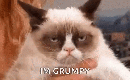 Grumpy Cat Being Held And Looking At Camera GIF