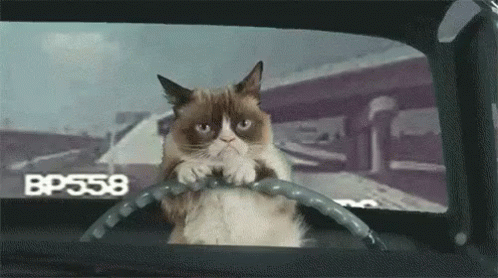 A Grumpy Cat Is Sitting In The Driver 'S Seat Of A Car . GIF