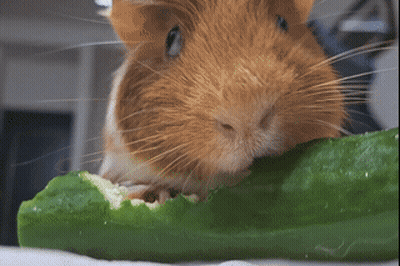 A Guinea Pig Is Eating A Green Cucumber GIF
