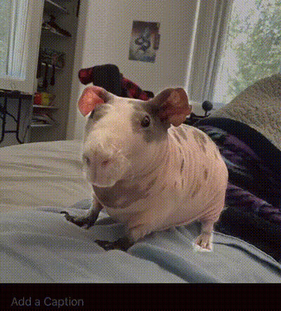 A Guinea Pig Is Sitting On A Bed And The Caption Says Add A Caption GIF