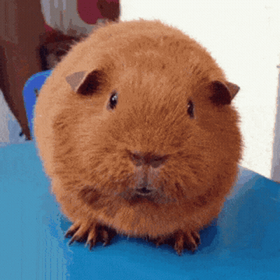 A Guinea Pig Is Sitting On A Blue Table And Looking At The Camera GIF