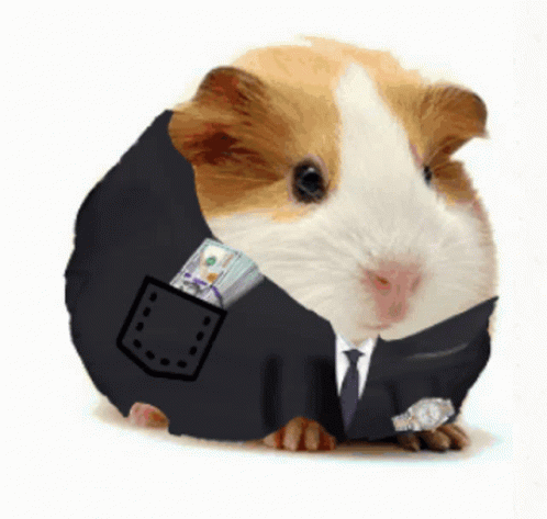 A Guinea Pig Is Wearing A Suit And Tie With A Pocket Full Of Money GIF