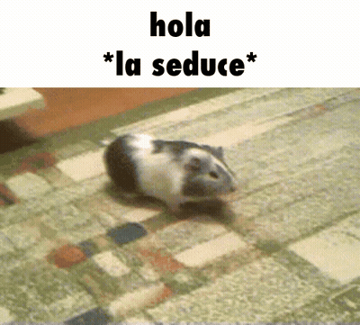A Guinea Pig Walking On A Rug With The Words Hola La Seduce Below It GIF