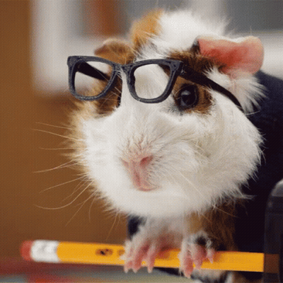 A Guinea Pig Wearing Glasses Sits On A Pencil GIF